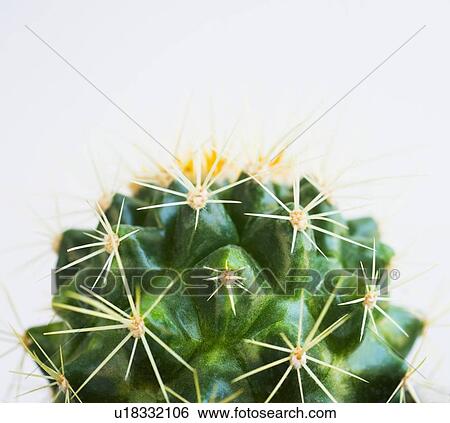 Studio shot of cactus View Large Photo Image Stock Photograph - Studio shot of cactus. Fotosearch