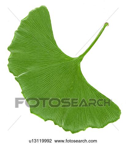 Studio shot of flower ginkgo leaf View Large Photo Image Stock Image - Studio shot of flower ginkgo leaf. Fotosearch