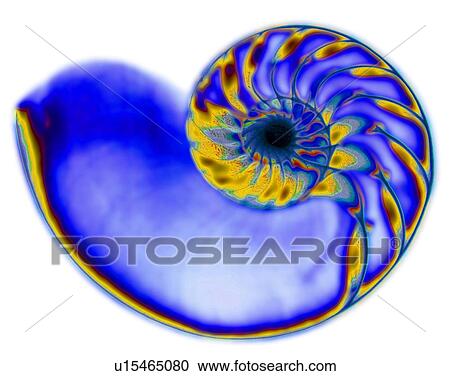 Studio shot of nautilus shell in x-ray View Large Photo Image Stock Image - Studio shot of nautilus shell in x-ray. Fotosearch