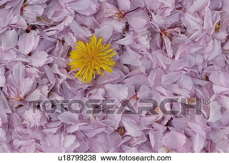 Studio shot of Sonchus flower head on rose petals View Large Photo Image Stock Photo - Studio shot of Sonchus flower head on rose petals. Fotosearch