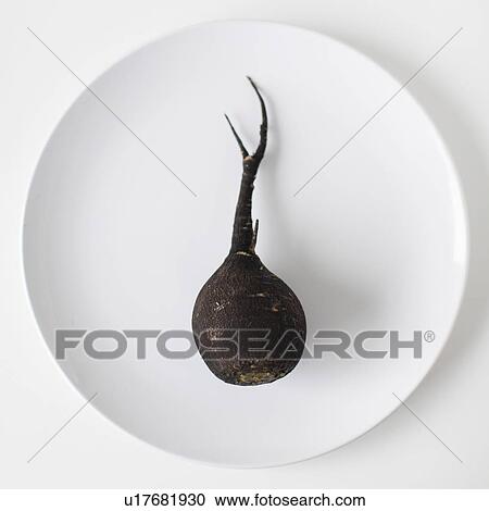 Turnip on plate, studio shot View Large Photo Image Stock Image - Turnip on plate, studio shot. Fotosearch