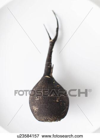 Stock Photo - Turnip on plate, studio shot. Fotosearch