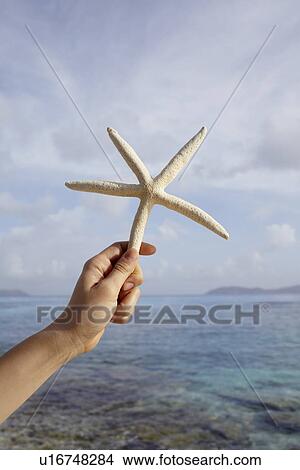 Picture - United States Virgin Islands, St. John, Starfish held by female hand. Fotosearch