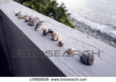 United States Virgin Islands, St. John, Seashells on terrace View Large Photo Image Stock Photo - United States Virgin Islands, St. John, Seashells on terrace. Fotosearch