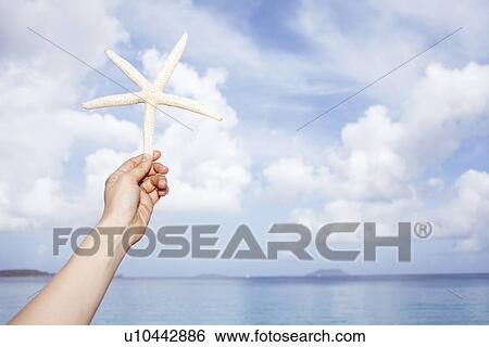 United States Virgin Islands, St. John, Starfish held by female hand View Large Photo Image Stock Photograph - United States Virgin Islands, St. John, Starfish held by female hand. Fotosearch