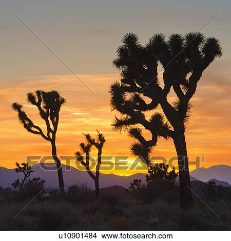 Picture - USA, California, Joshua Tree National Park at sunset. Fotosearch