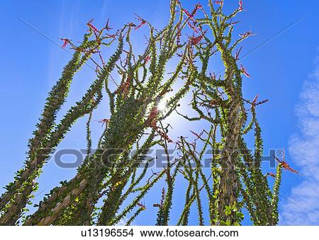 USA, California, Joshua Tree National Park, Ocotillo cactus View Large Photo Image Picture - USA, California, Joshua Tree National Park, Ocotillo cactus. Fotosearch