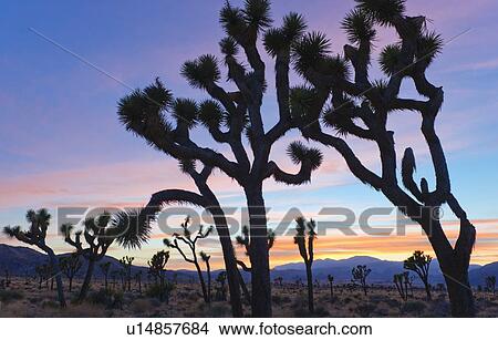 USA, California, Joshua Tree National Park, Desert at sunset View Large Photo Image Picture - USA, California, Joshua Tree National Park, Desert at sunset. Fotosearch
