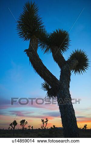 Picture - USA, California, Joshua Tree National Park at sunset. Fotosearch