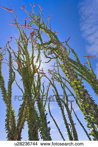 USA, California, Joshua Tree National Park, Ocotillo cactus View Large Photo Image Picture - USA, California, Joshua Tree National Park, Ocotillo cactus. Fotosearch