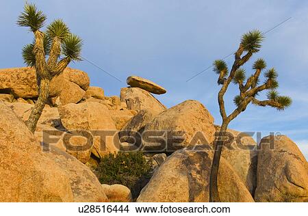 USA, California, Joshua Tree National Park, Rock formations View Large Photo Image Picture - USA, California, Joshua Tree National Park, Rock formations. Fotosearch