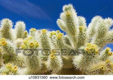 Stock Image - USA, California, Joshua Tree National Park, Cholla cactus. Fotosearch