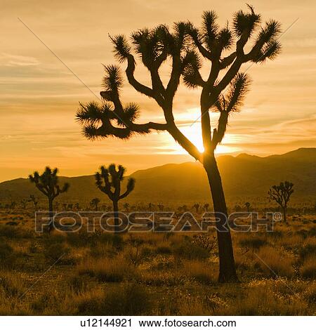 USA, California, Joshua Tree National Park, Desert at sunset View Large Photo Image Stock Image - USA, California, Joshua Tree National Park, Desert at sunset. Fotosearch