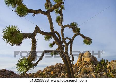 USA, California, Joshua Tree National Park, Joshua tree in desert View Large Photo Image Stock Image - USA, California, Joshua Tree National Park, Joshua tree in desert. Fotosearch
