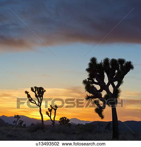 Stock Image - USA, California, Joshua Tree National Park at sunset. Fotosearch