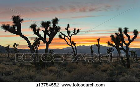 Stock Image - USA, California, Joshua Tree National Park at sunset. Fotosearch