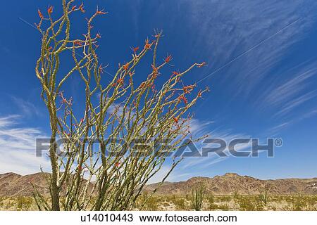 Stock Image - USA, California, Joshua Tree National Park, Ocotillo cactus. Fotosearch