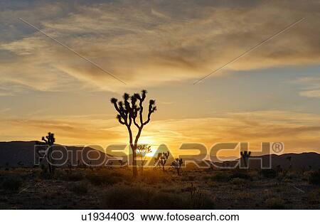 Stock Image - USA, California, Joshua Tree National Park at sunset. Fotosearch