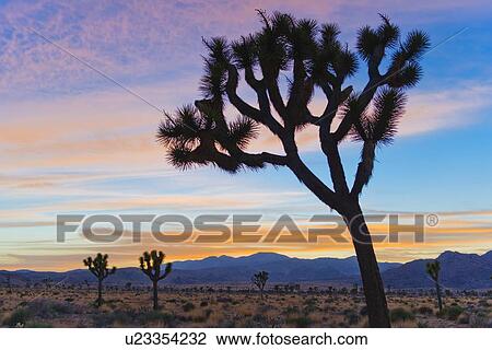 USA, California, Joshua Tree National Park, Desert at sunrise View Large Photo Image Stock Image - USA, California, Joshua Tree National Park, Desert at sunrise. Fotosearch
