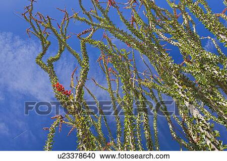 USA, California, Joshua Tree National Park, Ocotillo cactus View Large Photo Image Stock Image - USA, California, Joshua Tree National Park, Ocotillo cactus. Fotosearch
