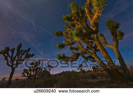 Stock Image - USA, California, Joshua Tree National Park at dusk. Fotosearch