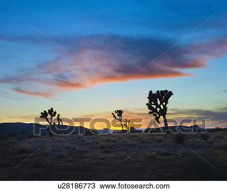 Stock Image - USA, California, Joshua Tree National Park at sunset. Fotosearch