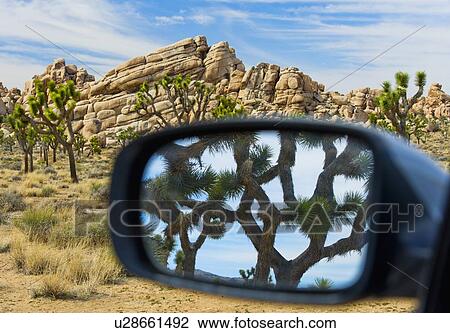 Stock Image - USA, California, Joshua Tree National Park, Joshua tree reflected in side view mirror. Fotosearch