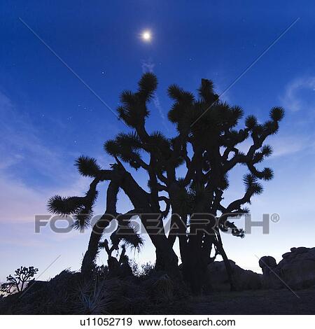 Stock Photo - USA, California, Joshua Tree National Park at dusk. Fotosearch