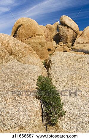 USA, California, Joshua Tree National Park, Rock formations View Large Photo Image Stock Photo - USA, California, Joshua Tree National Park, Rock formations. Fotosearch