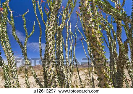 Stock Photo - USA, California, Joshua Tree National Park, Ocotillo cactus. Fotosearch