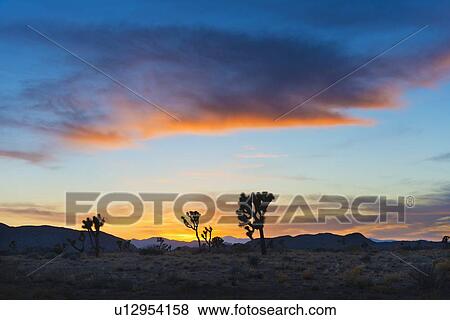 USA, California, Joshua Tree National Park at sunset View Large Photo Image Stock Photo - USA, California, Joshua Tree National Park at sunset. Fotosearch