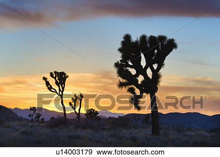 Stock Photo - USA, California, Joshua Tree National Park at sunset. Fotosearch