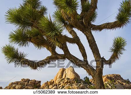 Stock Photo - USA, California, Joshua Tree National Park, Joshua tree in desert. Fotosearch