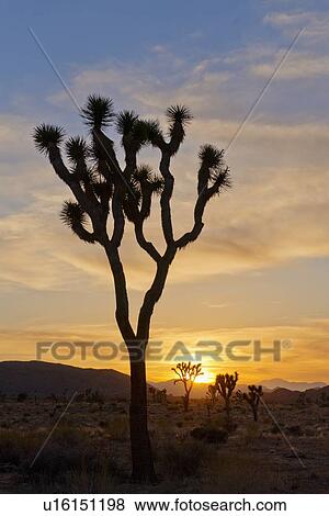 Stock Photo - USA, California, Joshua Tree National Park at sunset. Fotosearch
