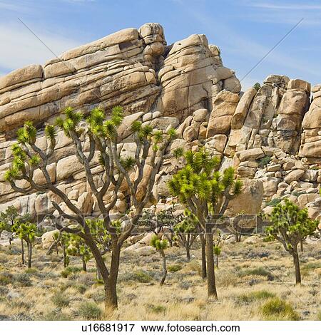 Stock Photo - USA, California, Joshua Tree National Park, Joshua trees in desert. Fotosearch