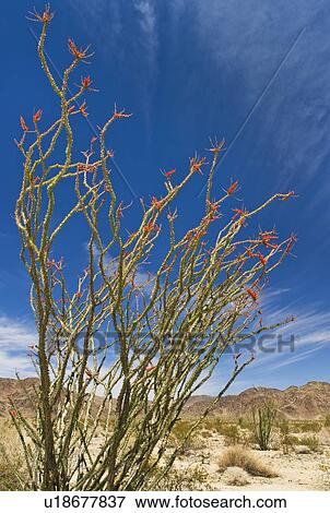 USA, California, Joshua Tree National Park, Ocotillo cactus View Large Photo Image Stock Photo - USA, California, Joshua Tree National Park, Ocotillo cactus. Fotosearch