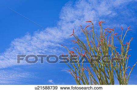 Stock Photo - USA, California, Joshua Tree National Park, Ocotillo cactus. Fotosearch