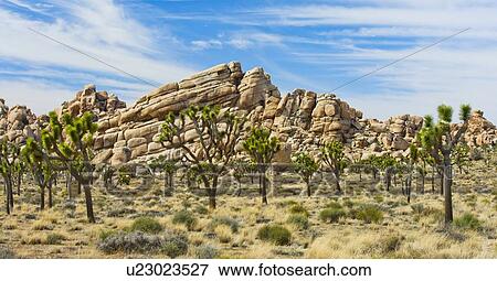USA, California, Joshua Tree National Park, Joshua trees in desert View Large Photo Image Stock Photo - USA, California, Joshua Tree National Park, Joshua trees in desert. Fotosearch
