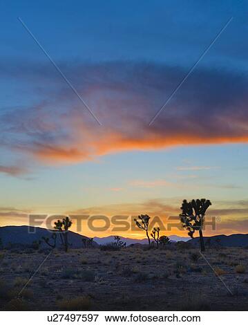USA, California, Joshua Tree National Park at sunset View Large Photo Image Stock Photo - USA, California, Joshua Tree National Park at sunset. Fotosearch