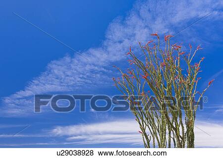 USA, California, Joshua Tree National Park, Ocotillo cactus View Large Photo Image Stock Photo - USA, California, Joshua Tree National Park, Ocotillo cactus. Fotosearch