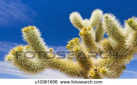 USA, California, Joshua Tree National Park, Cholla cactus View Large Photo Image Stock Photograph - USA, California, Joshua Tree National Park, Cholla cactus. Fotosearch