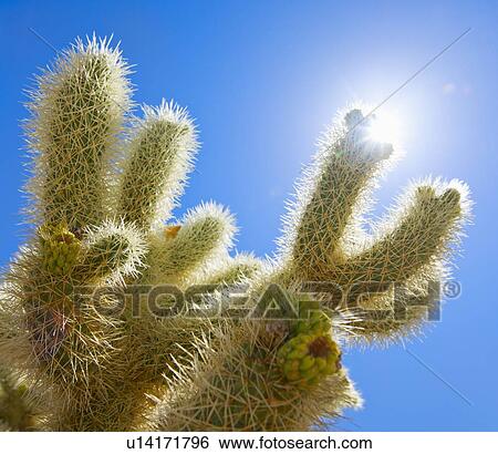 Stock Photograph - USA, California, Joshua Tree National Park, Cholla cactus. Fotosearch