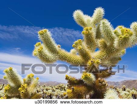 USA, California, Joshua Tree National Park, Cholla cactus View Large Photo Image Stock Photograph - USA, California, Joshua Tree National Park, Cholla cactus. Fotosearch