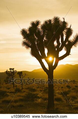 USA, California, Joshua Tree National Park, Joshua trees in desert at sunset View Large Photo Image Stock Photography - USA, California, Joshua Tree National Park, Joshua trees in desert at sunset. Fotosearch