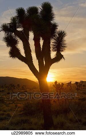 USA, California, Joshua Tree National Park at sunset View Large Photo Image Stock Photography - USA, California, Joshua Tree National Park at sunset. Fotosearch