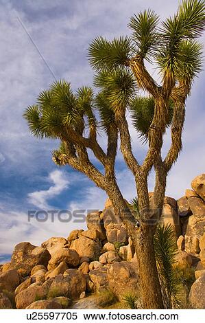 Stock Photography - USA, California, Joshua Tree National Park, Joshua tree with rocks. Fotosearch