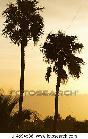 USA, California, Palm Springs, Palm trees silhouetted at sunset View Large Photo Image Stock Photograph - USA, California, Palm Springs, Palm trees silhouetted at sunset. Fotosearch