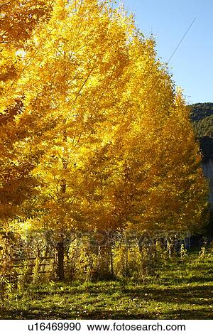 USA, Colorado, Trees in autumn foliage View Large Photo Image Stock Image - USA, Colorado, Trees in autumn foliage. Fotosearch