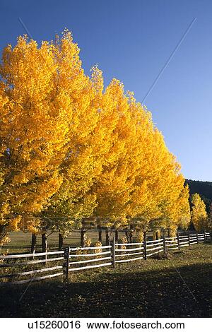 USA, Colorado, Trees in autumn foliage View Large Photo Image Stock Photograph - USA, Colorado, Trees in autumn foliage. Fotosearch