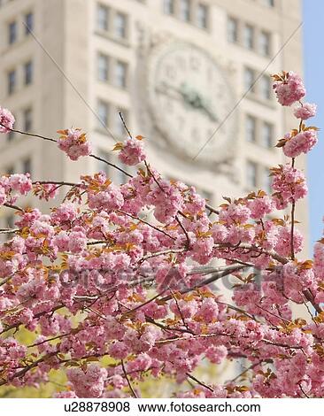 Stock Photo - USA, New York City, Cherry blossom. Fotosearch
